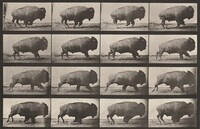 Plate Number 700. Buffalo galloping