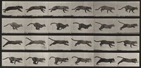 Plate Number 720. Cat; galloping