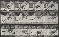 Plate Number 752. Kangaroo jumping