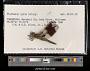 Plathemis lydia