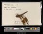 Plathemis lydia