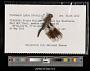 Plathemis lydia