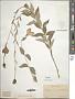 Platycodon grandiflorus (Jacq.) A. DC.