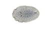 Platyhelminthes