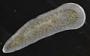 Platyhelminthes