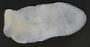 Platyhelminthes