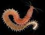 Platynereis dumerilii
