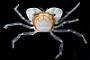 Platyozius laevis