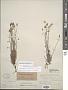 Platystigma lineare Benth.