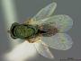 Platyterma atamiense