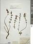Plectranthus barbatus Andrews