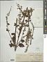 Plectranthus coetsa Buch.-Ham. ex D. Don