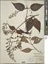 Plectranthus graciliflorus Benth.