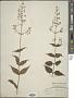 Plectranthus hispidus Benth.