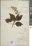 Plectranthus hispidus Benth.