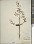 Plectranthus hispidus Benth.