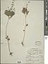 Plectranthus incanus Link