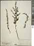 Plectranthus macraei Benth.