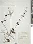 Plectranthus sp.