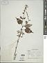 Plectranthus sp.