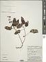 Plectranthus sp.
