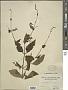 Plectranthus sp.