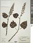 Plectranthus sp.