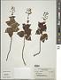 Plectranthus sp.