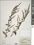 Plectranthus sp.