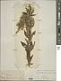 Plectranthus ternifolius D. Don