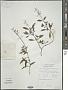 Plectranthus walkeri Arn.
