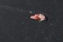 Pleocyemata