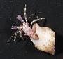 Pleocyemata