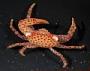 Pleocyemata