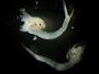 Pleocyemata