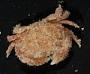 Pleocyemata