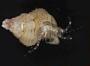 Pleocyemata