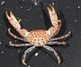 Pleocyemata