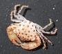 Pleocyemata
