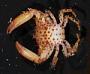 Pleocyemata