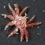 Pleocyemata