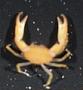 Pleocyemata