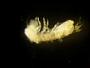 Pleocyemata