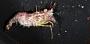 Pleocyemata