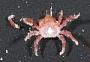 Pleocyemata