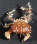 Pleocyemata