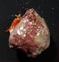 Pleocyemata