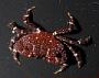 Pleocyemata