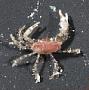 Pleocyemata