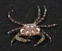 Pleocyemata